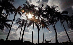 Goa: Coconut to again get status of 'tree'