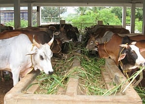 Plan for blanket ban on cow slaughter
