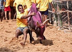 SC keep itself away from pro-Jallikattu protests in Tamil Nadu