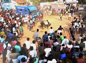 SC not to pass Jallikattu verdict for a week