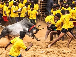 Animal rights groups challenge new TN law on Jallikattu in SC