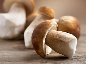 Mushrooms may help delay or prevent dementia, Alzheimer's