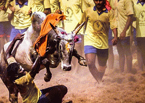 SC refuses to stay Tamil Nadu amendment permitting Jallikattu