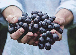 Grapes may shield you from Alzheimer's