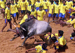 Jallikattu held in Madurai district