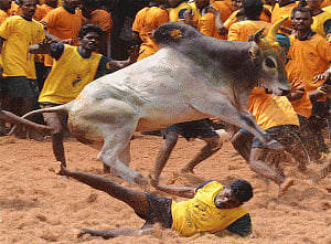 Jallikattu participant among 2 gored to death, over 50 hurt