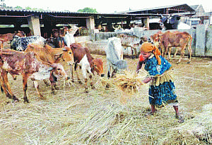 Vet a nerve! No doc for 50% livestock
