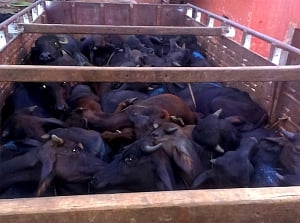 Three persons roughed up by animal rights activists