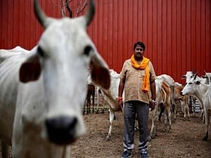 Issue fresh licences  to slaughterhouses:  Allahabad HC to UP