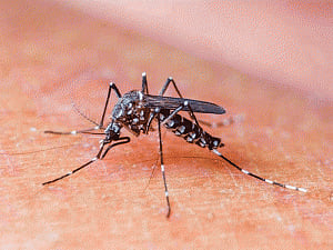 Delhi government acts ahead of monsoon to make city mosquito-free
