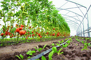 Shift to high-value horticulture crops bears record yields