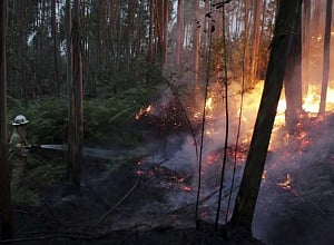 43 killed in Portugal forest fires