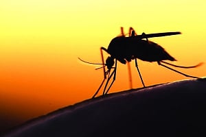 Mutant malaria back with vengeance!