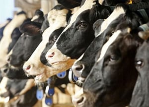 Man lynched by mob for allegedly carrying beef in Jharkhand