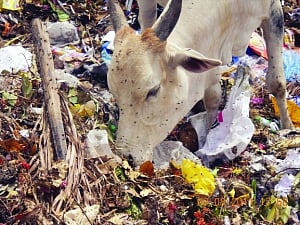 Save the choking cow