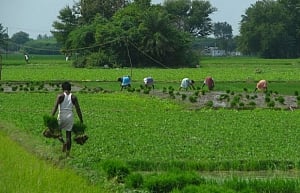 Centre urged to increase farm credit cover to 100%