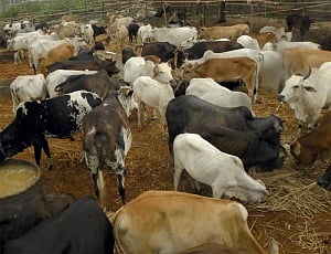 Man beaten up on suspicion of carrying beef in Nagpur, 4 held