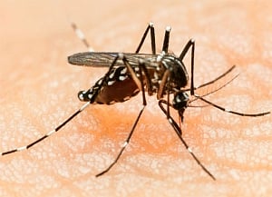 Zika infection unlikely to get worse due to prior dengue