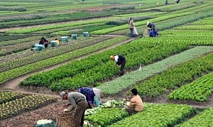 Scheme to boost startups in agri sector launched