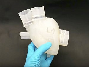 3-D printed models reveal source of human heartbeat