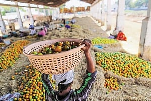 Monsoon fails to rain on horticulture parade