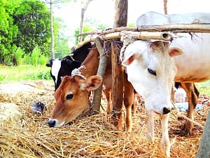 Cow vigilantism: SC jolts States into stiff action