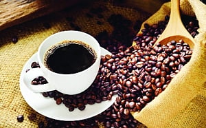 Taste Indian luwak coffee