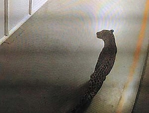 leopard enters Suzuki's Manesar plant, production hit