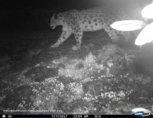 Elusive snow leopard caught on camera in Arunachal