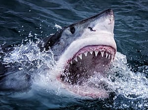 Indian-origin US financier killed in Costa Rica shark attack