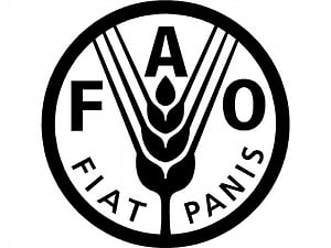 80% of Yemenis need urgent humanitarian aid: FAO