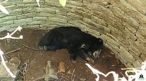 ‘Honey-trapped’ bear rescued from well