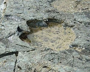 'Treasure trove' of 85 well-preserved dinosaur footprints discovered