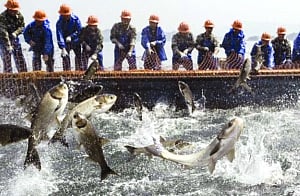 High seas need to get fishy again
