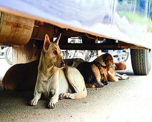 2 rape dog, drag her to death
