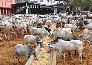 220 cow carcasses seized from Rajasthan warehouse