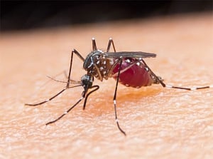 Platelets kill up to 60% of malaria parasites: Study