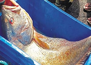 Fishermen brothers earn Rs 5.5 lakh with one 'ghol' fish