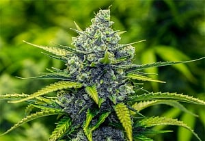 Marijuana safe to treat epilepsy in kids: Study