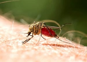 Drug-laced mosquito net may help prevent malaria