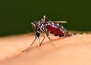 128 malaria, 64 dengue cases in Delhi this season