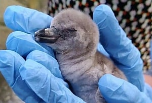 Humbolt penguin gives birth to chick in Mumbai zoo
