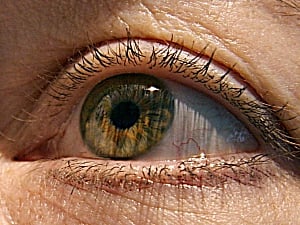 'New technique reverses blindness in mice'