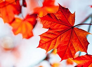 How maple leaf extract can act like Botox