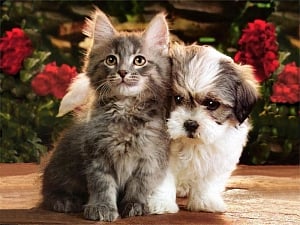 UK bans 3rd party sales of puppies, kittens