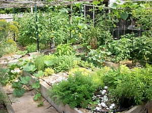 Noida to get medicinal, herbal garden by November end: Official