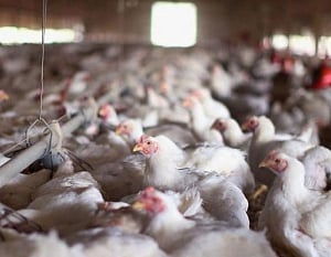 Bacteria from poultry products may cause serious urinary tract infections
