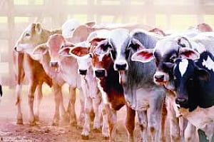Cattle smuggling menace must be addressed