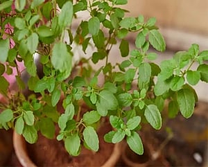 Add Tulasi to your diet to boost health