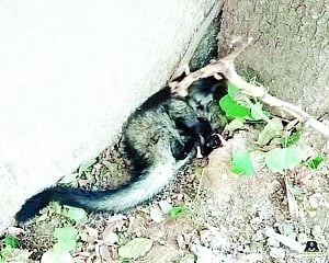Asian Palm Civet rescued from dog’s life